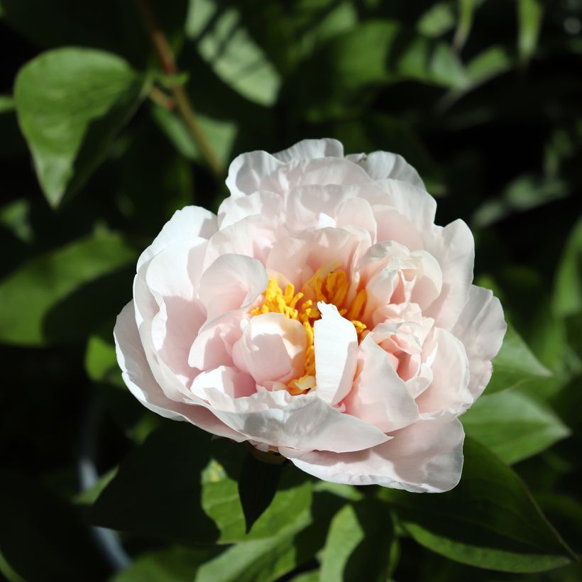Peonia erbacea Blushing Princess (Fioritura)