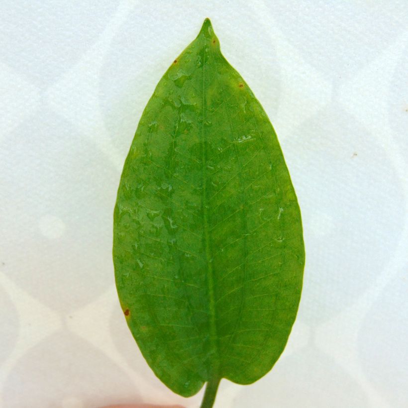 Alisma plantago-aquatica - Mestolaccia comune (Fogliame)