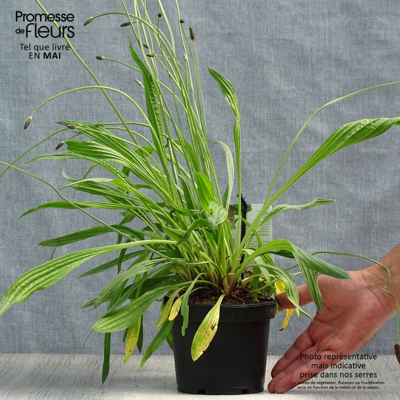Plantago lanceolata - Piantaggine lanciuola Vaso da 1,5L/2L esemplare consegnato in primavera