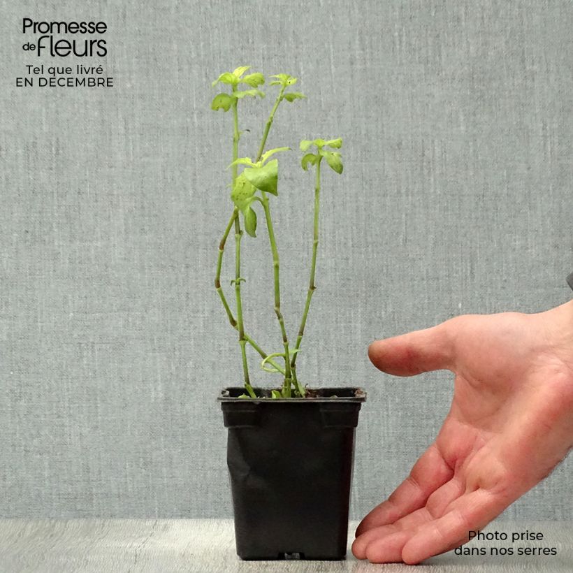 Rungia klossii - Erba fungo Vasetto da 7/8 cm esemplare consegnato in inverno