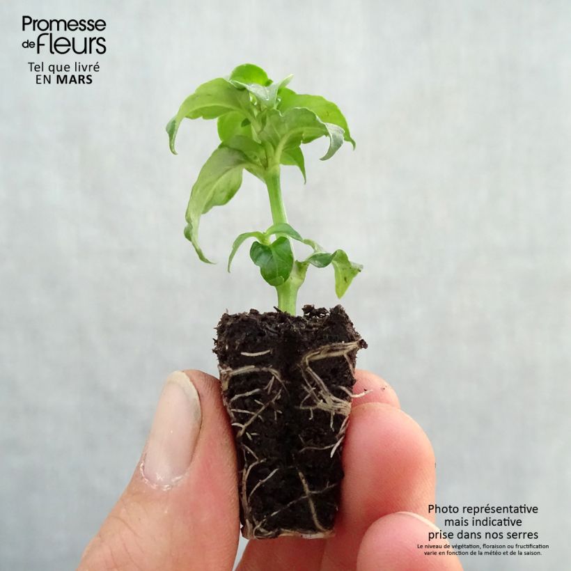 Rungia klossii - Erba fungo mini zolla... esemplare consegnato in primavera