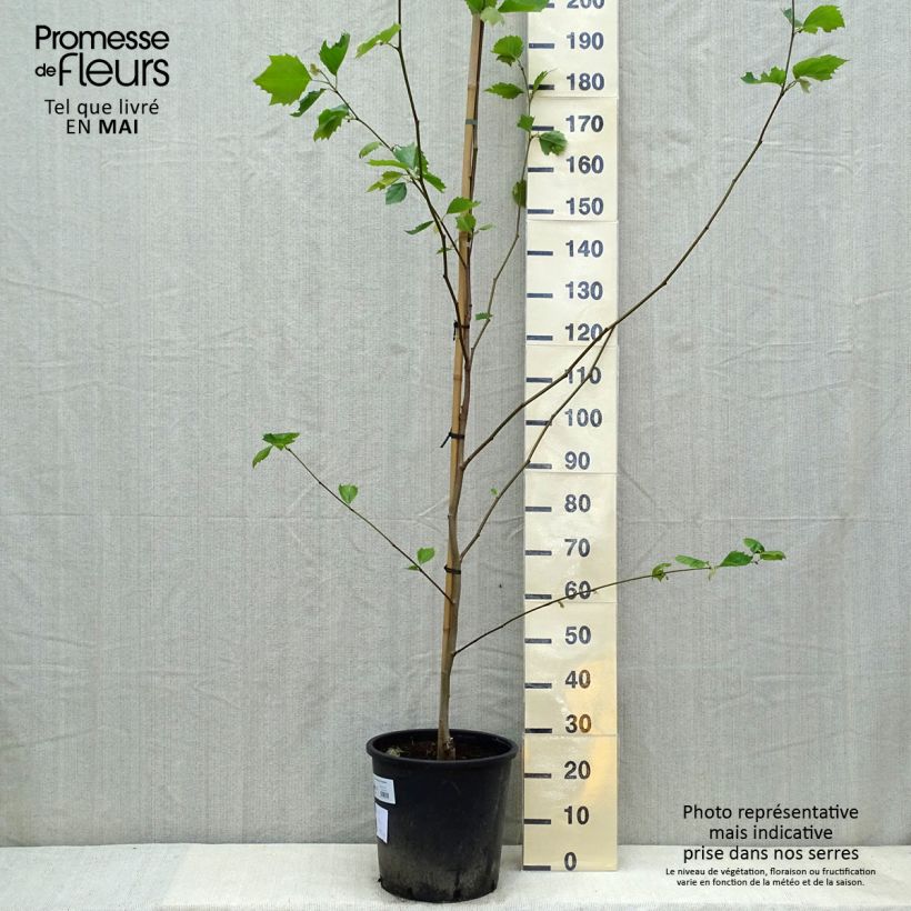 Platanus hispanica - Platano Vaso da 7,5L/10L esemplare consegnato in primavera