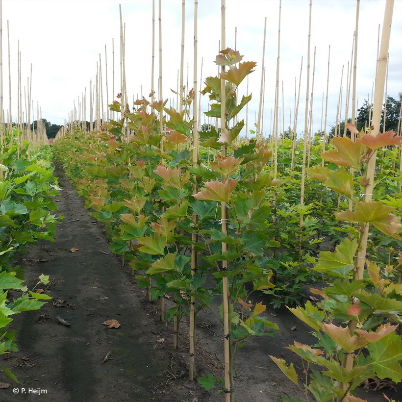 Platanus x hispanica Spartan - Platano (Porto)