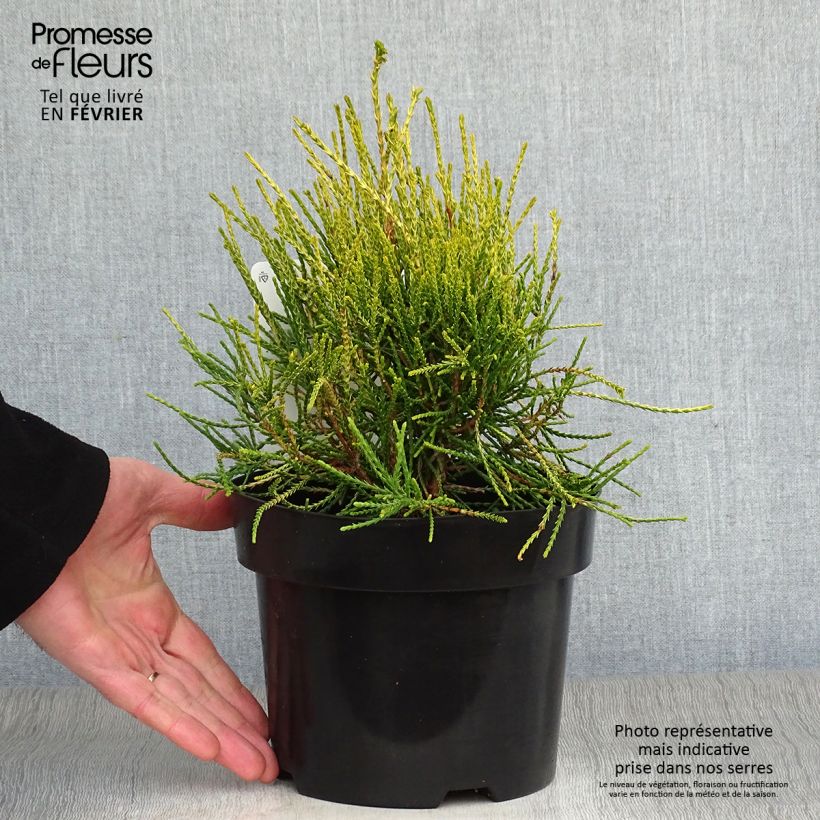 Platycladus orientalis Franky Boy - Tuia orientale Vaso da 2L/3L esemplare consegnato in inverno
