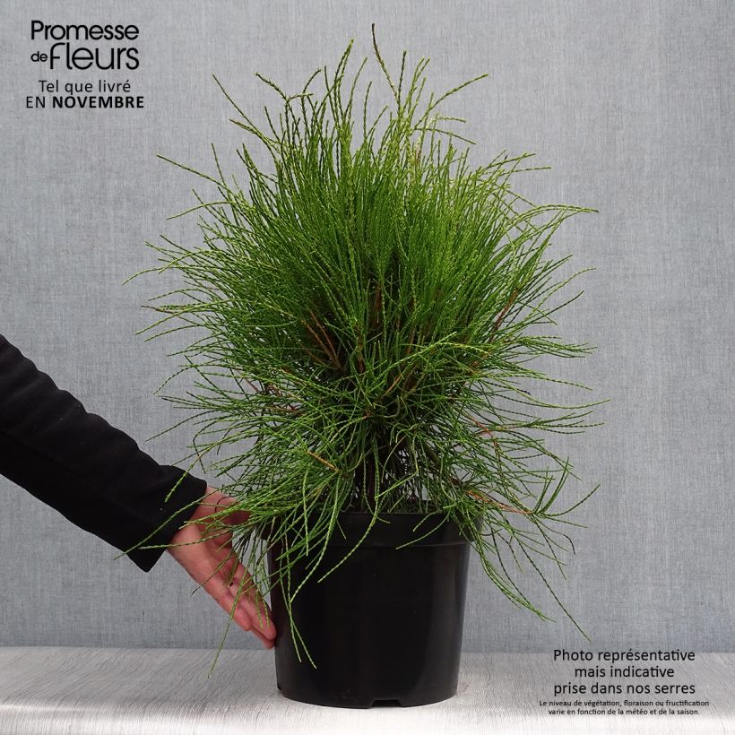 Esemplare di Platycladus orientalis Franky Boy - Tuia orientale Vaso da 7,5L/10L come consegnato in autunno