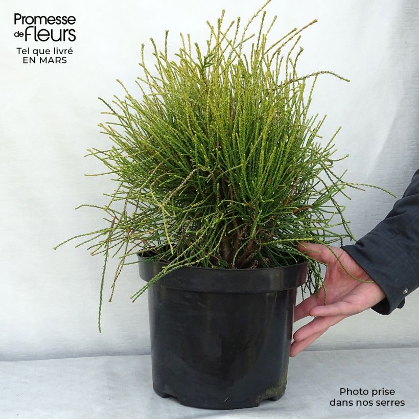 Platycladus orientalis Franky Boy - Tuia orientale Vaso da 7,5L/10L esemplare consegnato in inverno