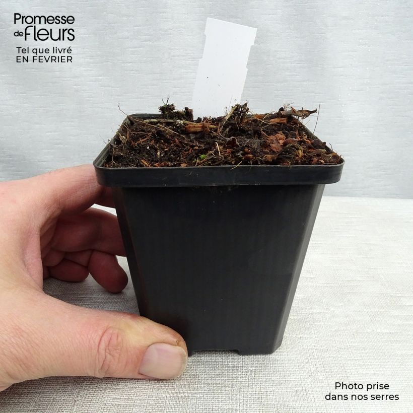 Platycodon grandiflorus Fuji White - Campanula cinese Vasetto da 7/8 cm esemplare consegnato in inverno