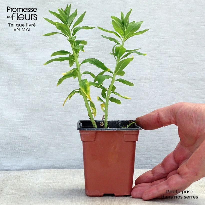 Platycodon grandiflorus Fuji White - Campanula cinese Vasetto da 7/8 cm esemplare consegnato in primavera