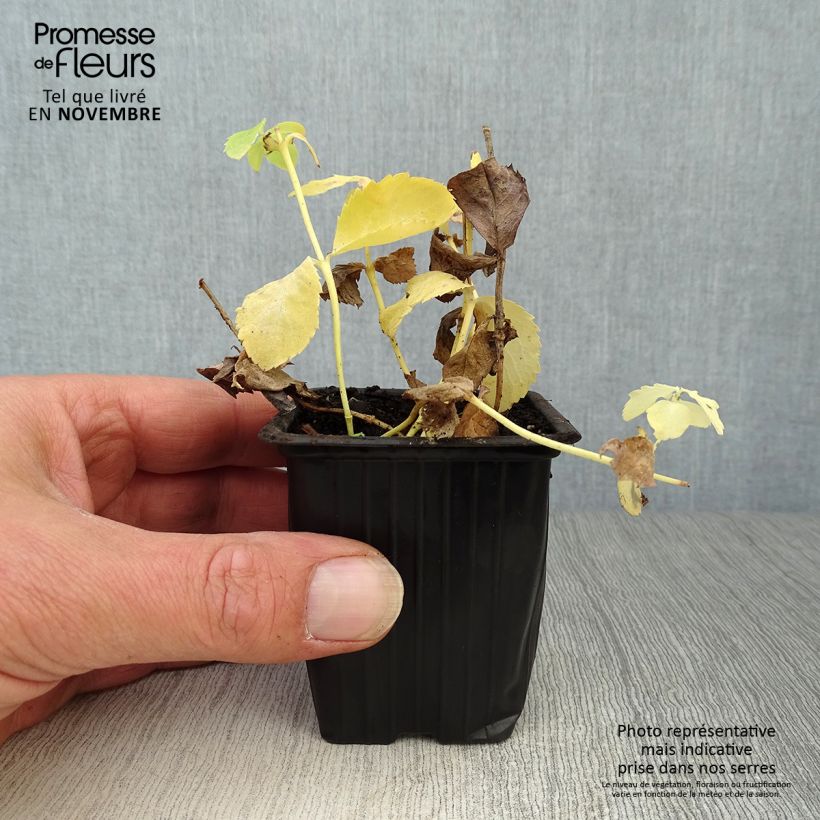 Esemplare di Platycodon grandiflorus Fuji White - Campanula cinese Vasetto da 7/8 cm come consegnato in autunno