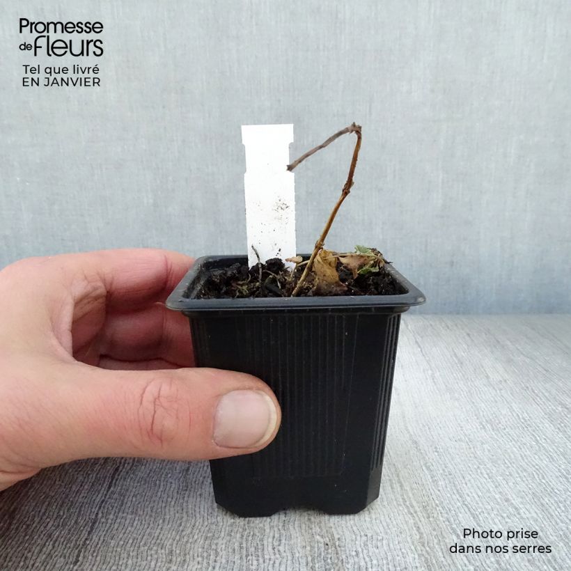 Platycodon grandiflorus Mariesii - Campanula cinese Vasetto da 7/8 cm esemplare consegnato in inverno