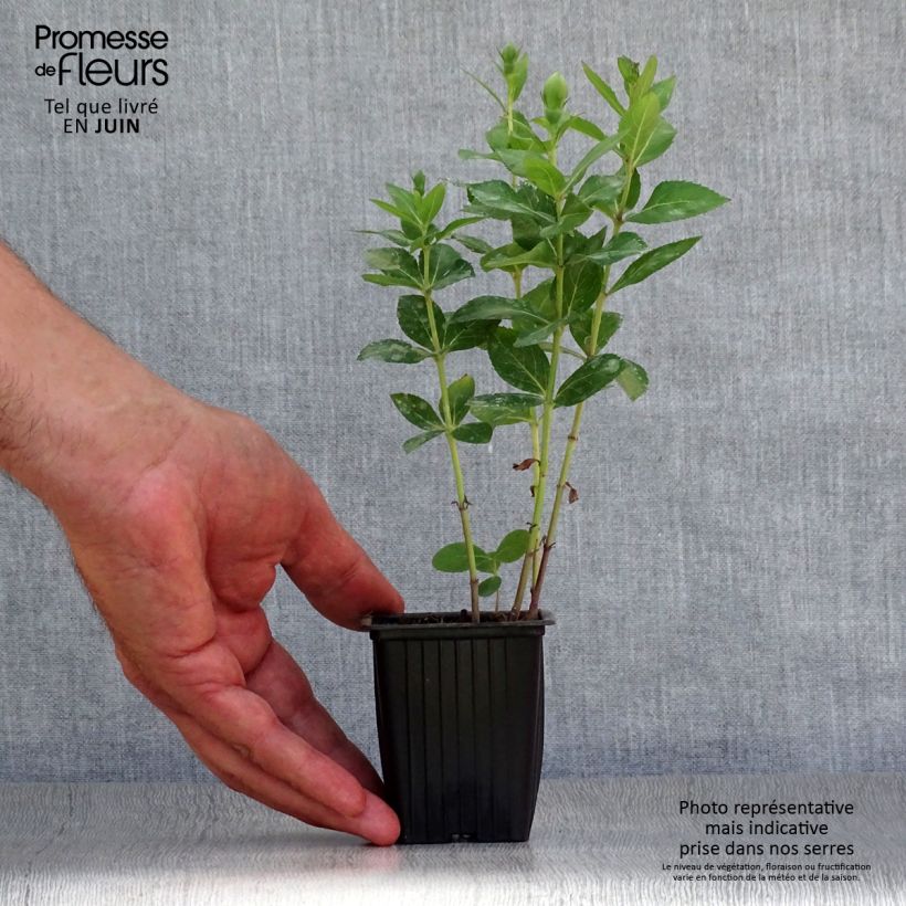 Esemplare di Platycodon grandiflorus Perlmutterschale - Campanula cinese Vasetto da 7/8 cm consegnato in estate