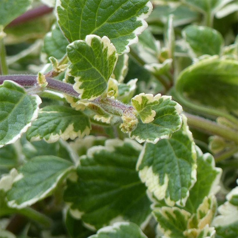 Plectranthus coleoides Variegatus (Fogliame)