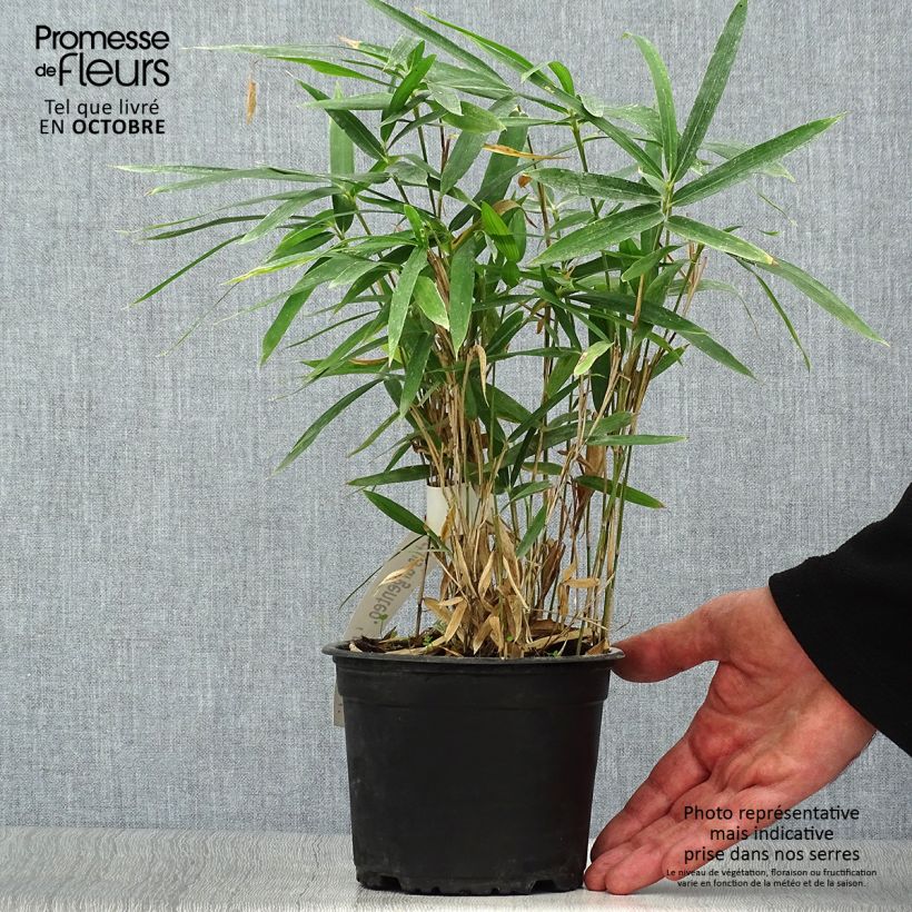 Esemplare di Pleioblastus argenteostriatus Pumilus Vaso da 1L/1,5L come consegnato in autunno