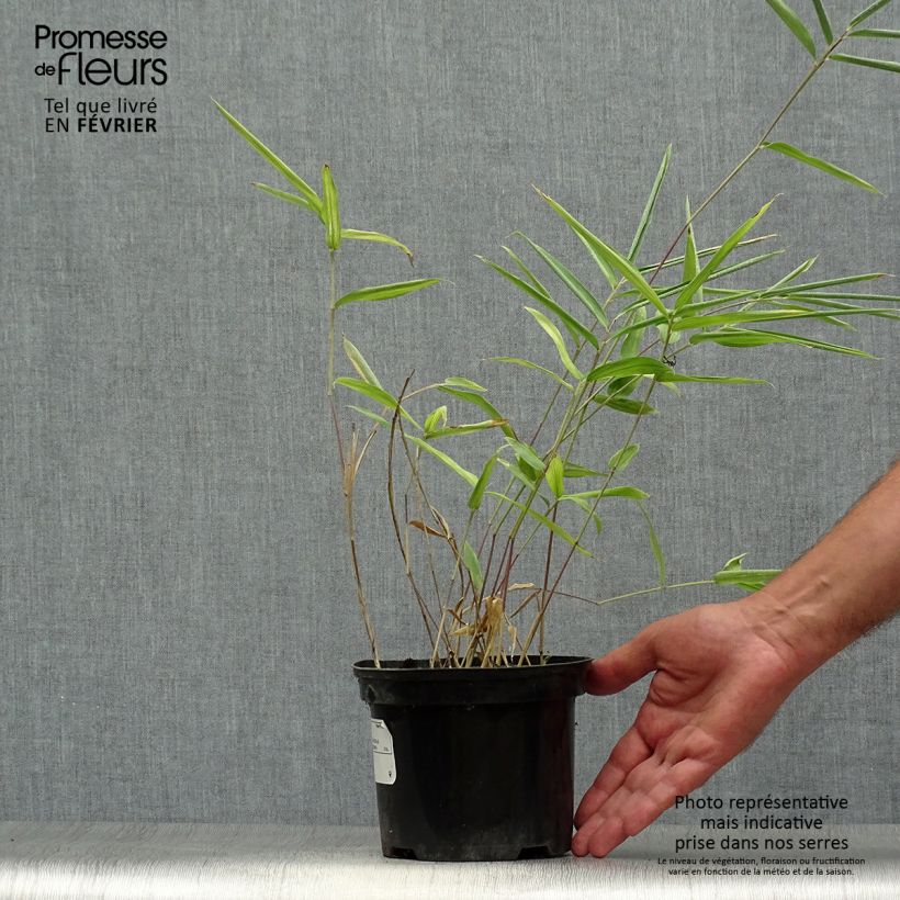 Esemplare di Pleioblastus auricomus - Bambù striato di verde Vaso da 1L/1,5L come consegnato in autunno