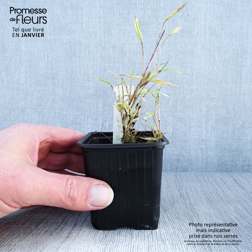 Pleioblastus chino Elegantissimus Vasetto da 8/9 cm esemplare consegnato in inverno