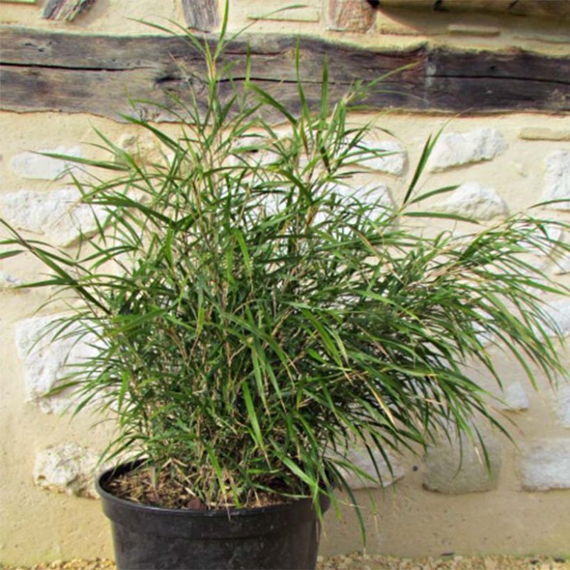 Pleioblastus linearis (Fogliame)