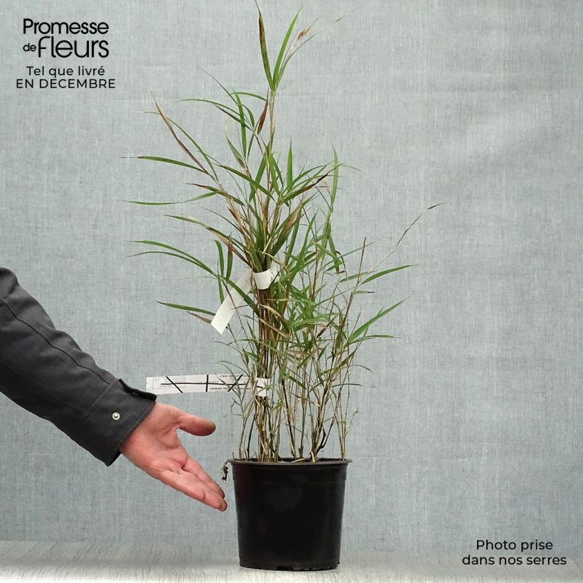 Pleioblastus linearis Vaso da 2L/3L esemplare consegnato in inverno