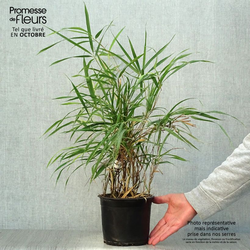 Esemplare di Pleioblastus linearis Vaso da 2L/3L come consegnato in autunno