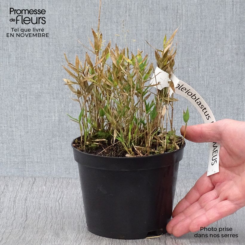 Esemplare di Pleioblastus pygmaeus - Bambù pigmeo Vaso da 1L/1,5L come consegnato in autunno