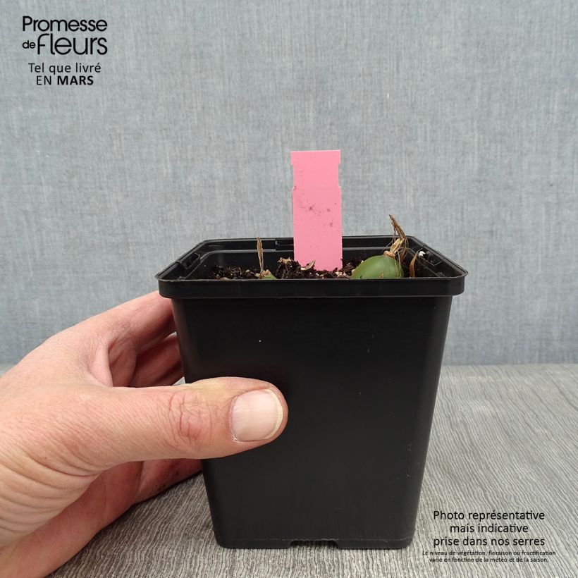 Pleione Glacier Peak Vaso da 1L/1,5L esemplare consegnato in inverno