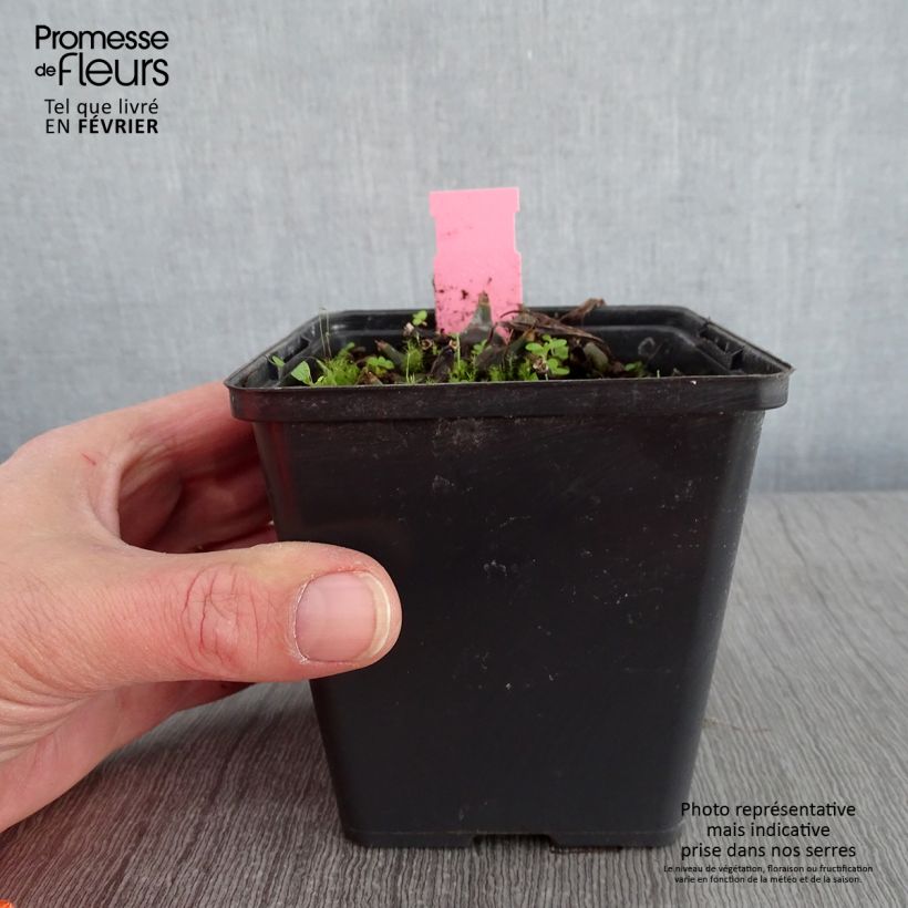 Pleione Tongariro Vaso da 1L/1,5L esemplare consegnato in inverno