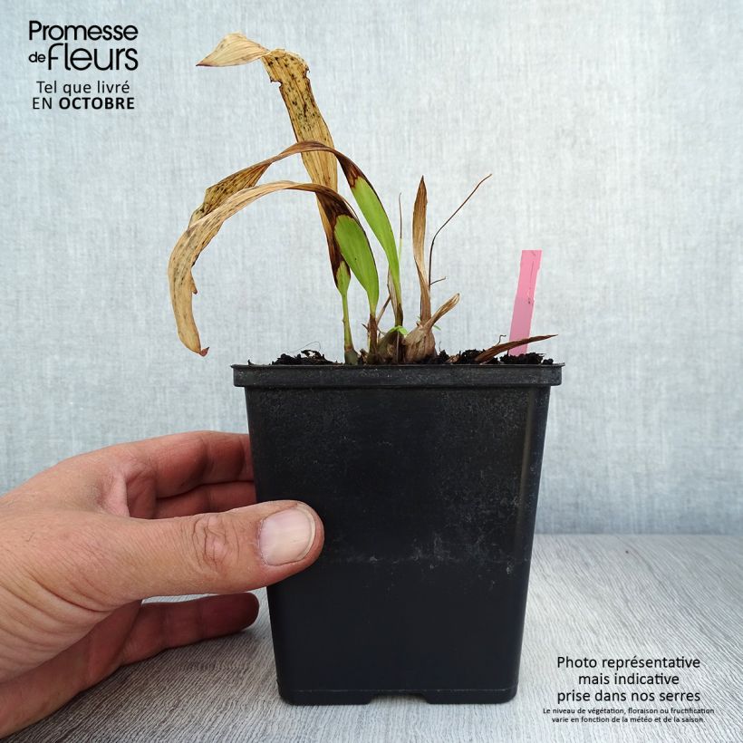 Esemplare di Pleione formosana Vaso da 1L/1,5L come consegnato in autunno