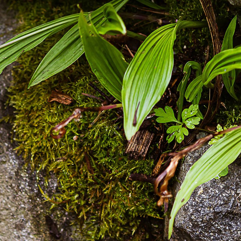 Pleione formosana (Fogliame)