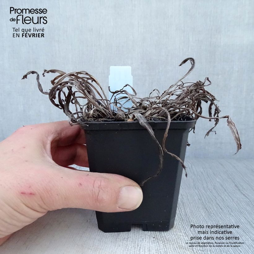 Liatris spicata Floristan Violet Vasetto da 8/9 cm esemplare consegnato in inverno