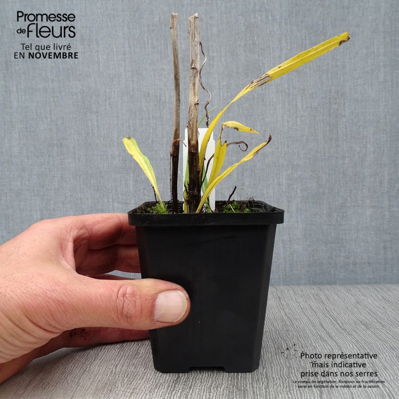Esemplare di Liatris spicata Floristan White Vasetto da 8/9 cm come consegnato in autunno