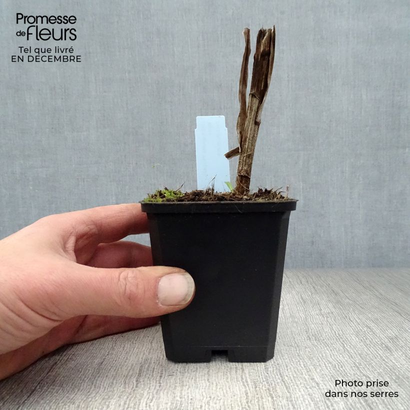 Liatris spicata Floristan White Vasetto da 8/9 cm esemplare consegnato in inverno