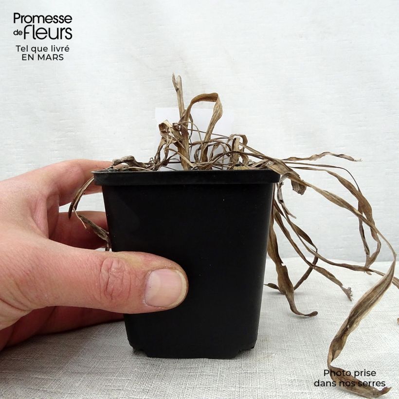 Liatris spicata Kobold Vasetto da 8/9 cm esemplare consegnato in primavera