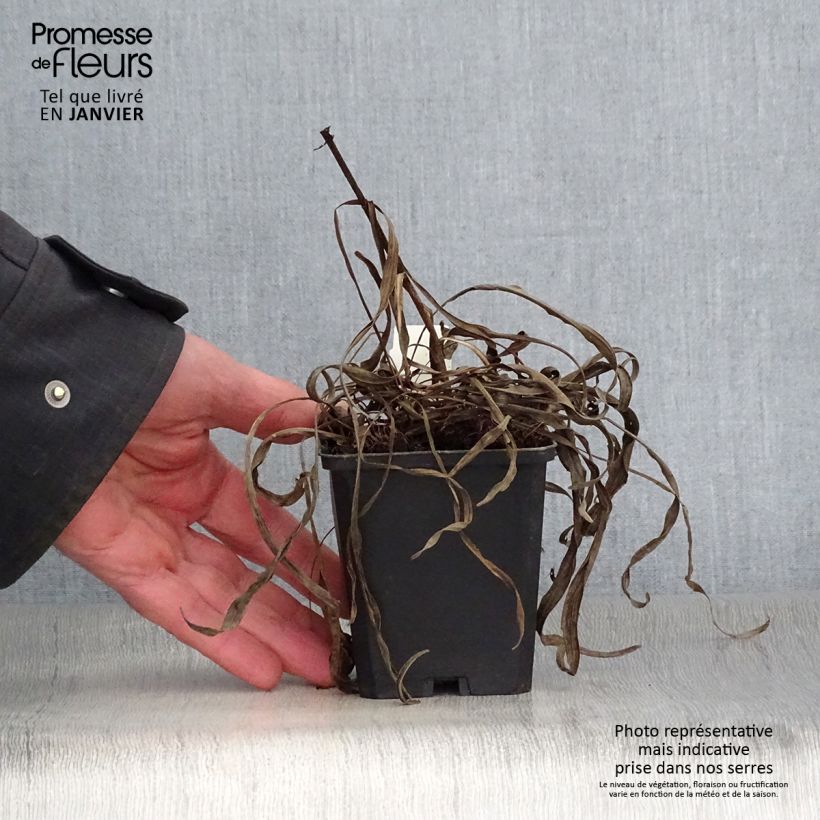 Liatris spicata Kobold Vasetto da 8/9 cm esemplare consegnato in inverno