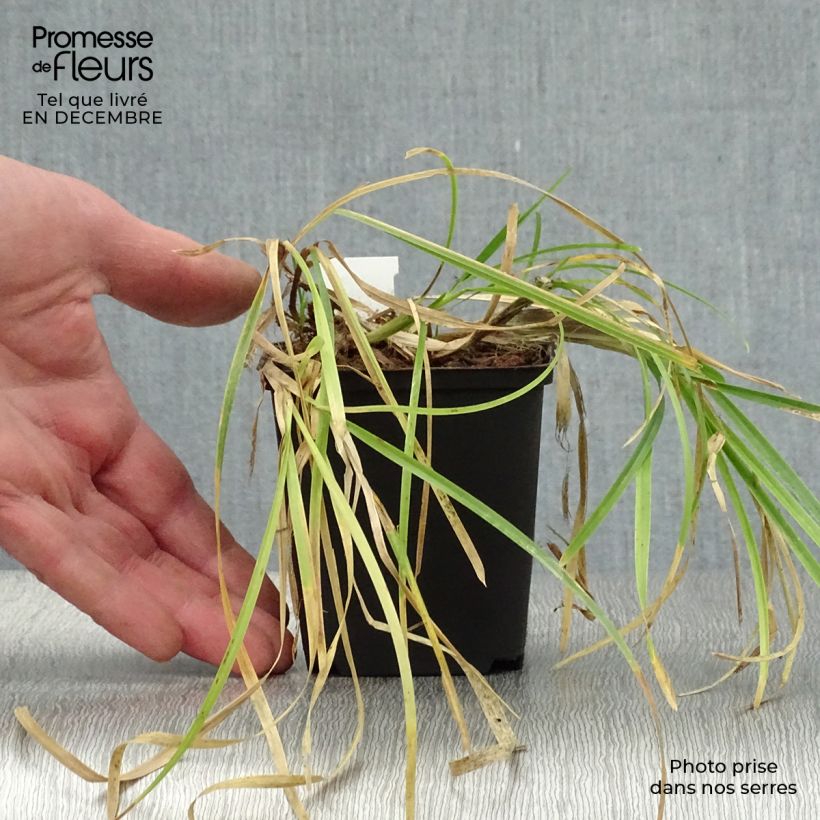 Poa chaixii - Fienarola di Chaix Vasetto da 8/9 cm esemplare consegnato in inverno