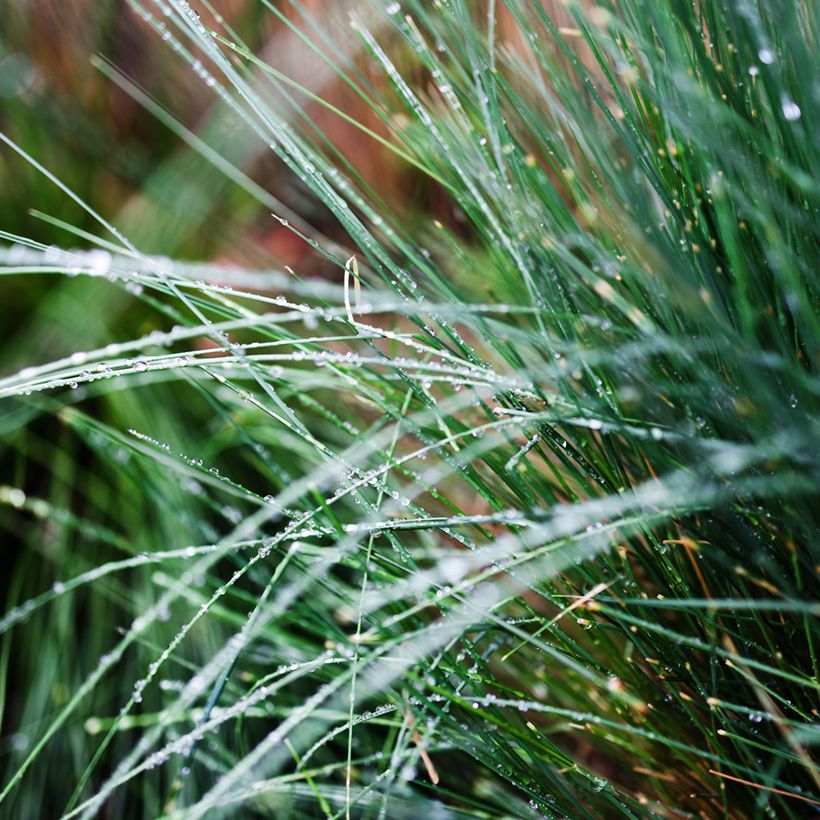 Poa glauca Blue Hills (Fogliame)