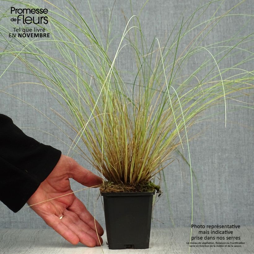 Esemplare di Poa labillardieri Vasetto da 8/9 cm come consegnato in autunno