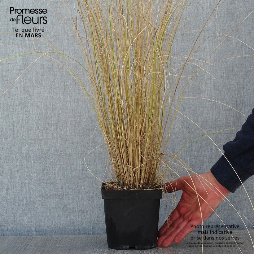 Poa labillardieri Vaso da 2L/3L esemplare consegnato in inverno