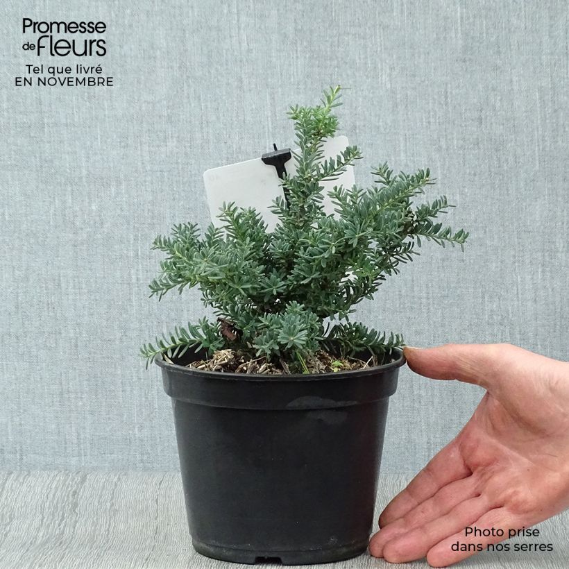 Esemplare di Podocarpus lawrencii Blue Gem Vaso da 2L/3L come consegnato in autunno