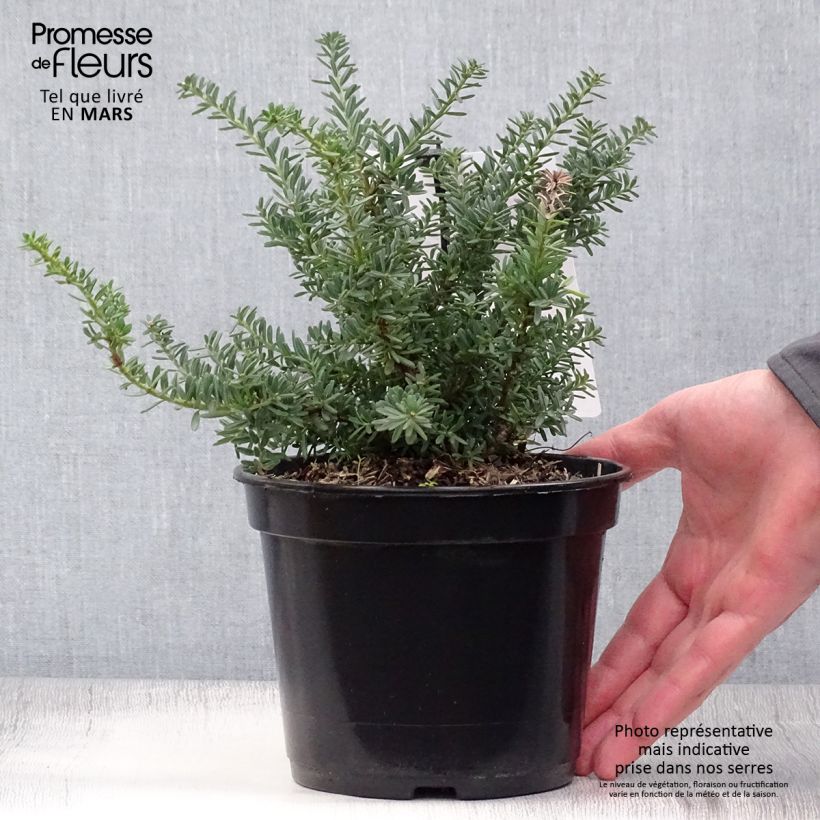 Podocarpus lawrencii Blue Gem Vaso da 2L/3L esemplare consegnato in primavera