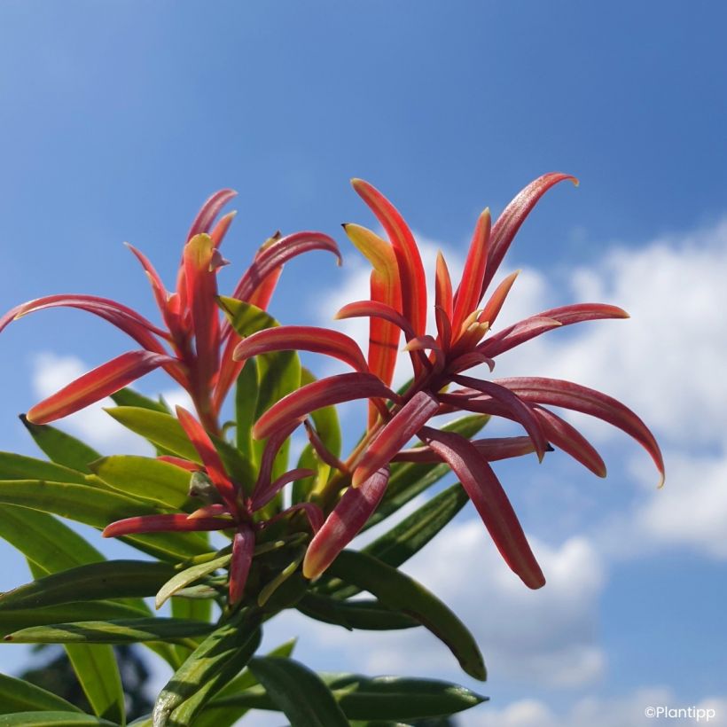 Podocarpus macrophyllus Mood Ring - Podocarpo (Fogliame)