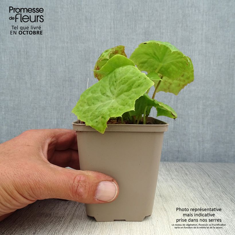 Esemplare di Podophyllum Spotty Dotty - Podofillo Vasetto da 8/9 cm come consegnato in autunno