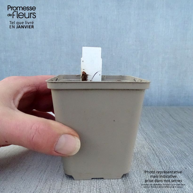 Podophyllum Spotty Dotty - Podofillo Vasetto da 8/9 cm esemplare consegnato in inverno