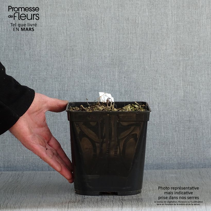 Podophyllum Spotty Dotty - Podofillo Vaso da 3L/4L esemplare consegnato in inverno