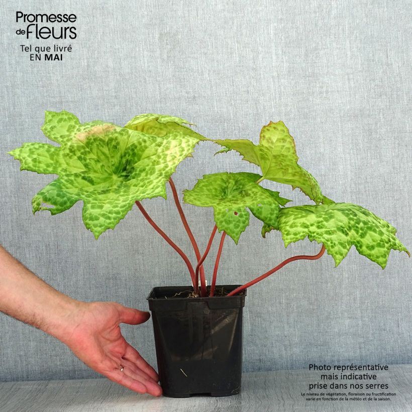 Podophyllum Spotty Dotty - Podofillo Vaso da 3L/4L esemplare consegnato in primavera
