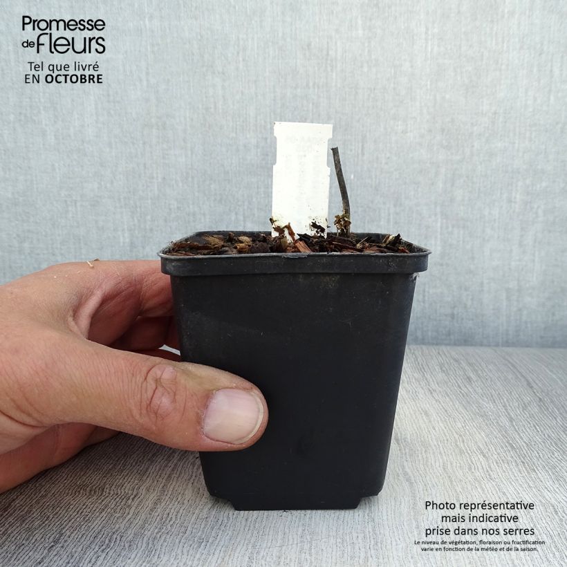 Esemplare di Podophyllum hexandrum - Podofillo indiano Vasetto da 8/9 cm come consegnato in autunno