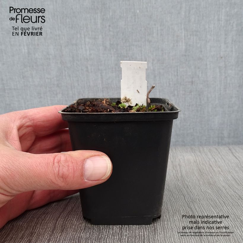 Podophyllum hexandrum - Podofillo indiano Vasetto da 8/9 cm esemplare consegnato in inverno