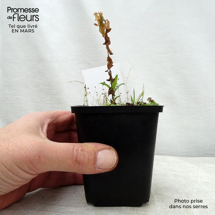 Podophyllum peltatum - Podofillo Vasetto da 8/9 cm esemplare consegnato in primavera