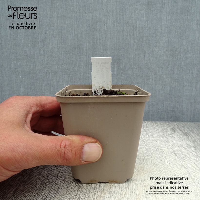 Esemplare di Podophyllum peltatum - Podofillo Vasetto da 8/9 cm come consegnato in autunno