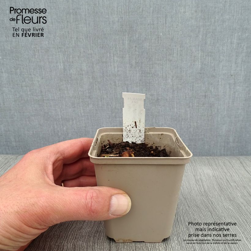 Podophyllum peltatum - Podofillo Vasetto da 8/9 cm esemplare consegnato in inverno