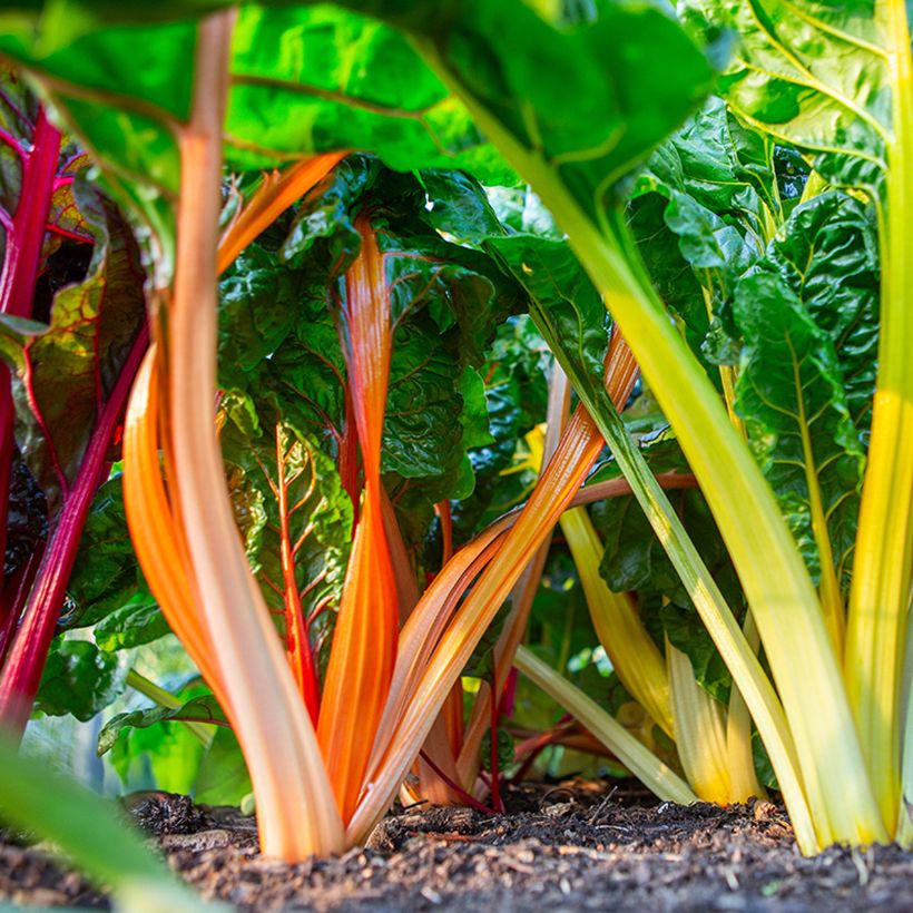 Bietola da costa Fireworks BIO (Raccolta)