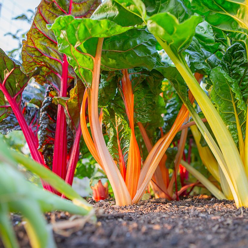 Bietola da costa Fireworks BIO (Porto)